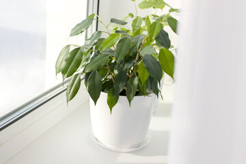 Indoor ficus benjamina plant in a pot on a window close-up. Ficus benjamina. Moraceae Family. Ficus on the window with small green leaves. plant in a window