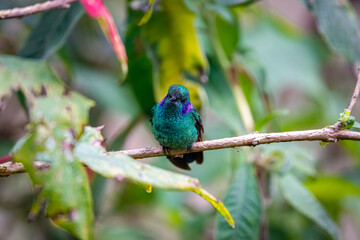 Close up of a Green violet-ear hummingbird (Colibri thalassinus) or Mexican violetear perched on tiny branch, facing camera, natural green background, Rogitama Biodiversidad, Colombia
