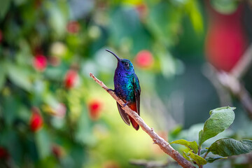 Fototapeta premium Shiny Lazuline sabrewing hummingbird (Campylopterus falcatus) perched on tiny branch against natural blurred background with red blossoms, Rogitama Biodiversidad, Colombia