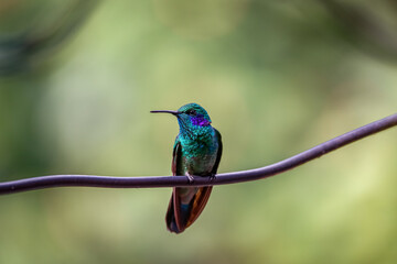 Close up of a Green violet-ear hummingbird (Colibri thalassinus) or Mexican violetear perched on tiny branch, looking to the left, blurred natural background, Rogitama Biodiversidad, Colombia