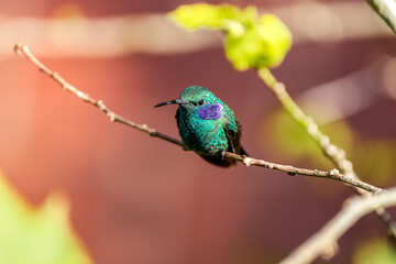 Close up of a Green violet-ear hummingbird (Colibri thalassinus) or Mexican violetear perched on tiny branch, blurred red background with yellow flower, Rogitama Biodiversidad, Colombia