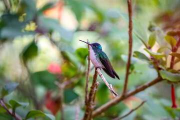 Fototapeta premium Close up of an Andean emerald (Uranomitra franciae) perched on tiny branch against blurred natural background, side view, Rogitama Biodiversidad, Colombia 