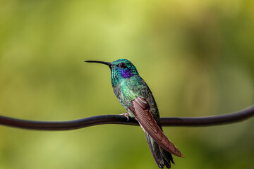 Close up of a Green violet-ear hummingbird (Colibri thalassinus) or Mexican violetear perched on...