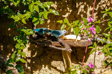 Blue-and gray tanager (Thraupis episcopus) perched on a branch in front of a stone wall, framed with green leaves in sun and shadow, Villa de Leyva, Colombia
