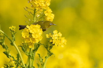 菜の花とメジロ