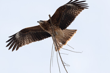 枝を持って飛ぶトビ