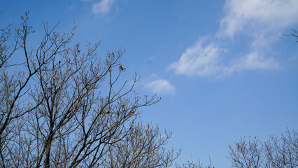 Winter trees and the sky.