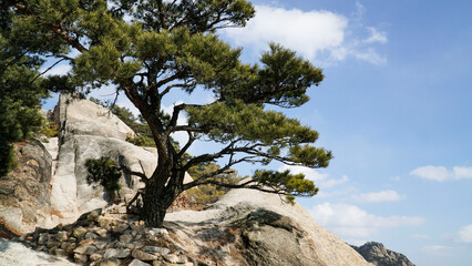 The majesty of pine trees growing on ridges and rocks.
