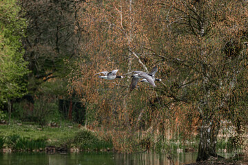 Two Barnacle geese in flight