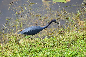 Reiher im Everglades National Park, Florida