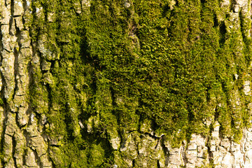 Clumps of mosses grow on tree bark mossy texture, bryophyte