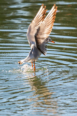 Mouette au bord de l'eau