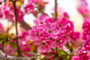 pink sakura flower on blooming spring tree. natural background