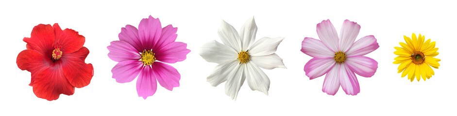 Isolated hibiscus or chinese rose flower, sunflower, gerbera flower and cosmos flower with clipping paths.