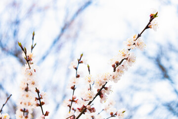 Apricot tree branches blossoming with spring flowers on natural blurred background, blossom
