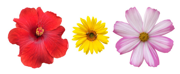 Isolated hibiscus or chinese rose, sunflower and cosmos flower with clipping paths.