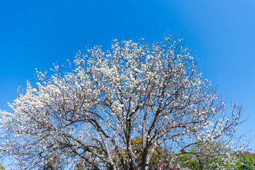 white blossoming sakura on sunny blue sky in spring