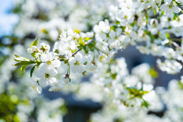 white flowers of blooming cherry branch in spring