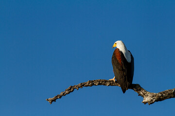 Schreiseeadler