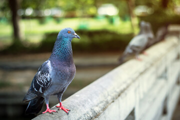 The Columba livia is birds live in anywhere this picture in the Thailand temple that it looking for someone for feeds add the bridge.