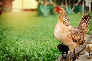 A hen finds some foods for chickens in the garden it is confused from someone look at itself.