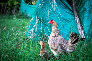 A hen finds some foods for chickens in the garden it is confused from someone look at itself.