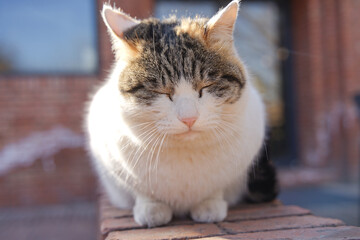 cat sleeping on the wall