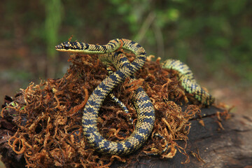 Ornate flying sneake, Chrysopelea ornata, North Bengal, india