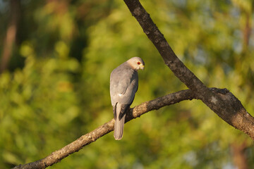 Shikra, Accipiter badius, Satara, Maharashtra, India