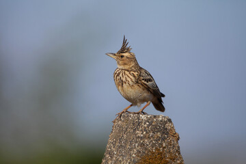 Male Indian bush lark, Mirafra erythroptera , Satara, Maharashtra, india