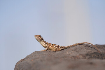 Male blue fanthroated lizard, Sarada deccanensis, Satara, Maharashtra, India