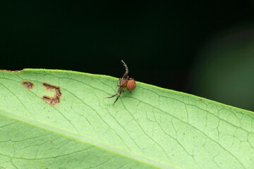 Brown crab spider, Thomisus species , Satara, Maharashtra, india