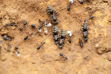 Queen jungle ant ant worker ants, Satara, Maharashtra, India