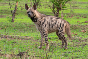 Obraz na płótnie Canvas The striped hyena, Hyaena hyaena , Satara, Maharashtra, india.jpg