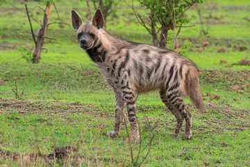 Foto op Plexiglas De gestreepte hyena, Hyaena hyaena, Satara, Maharashtra, india.jpg © RealityImages