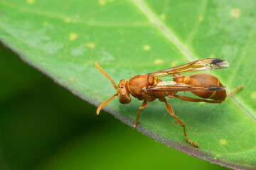 Orange wasp, Ropadia spp, , Satara, Maharashtra, india