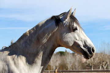 Cheval gris dans son paddock