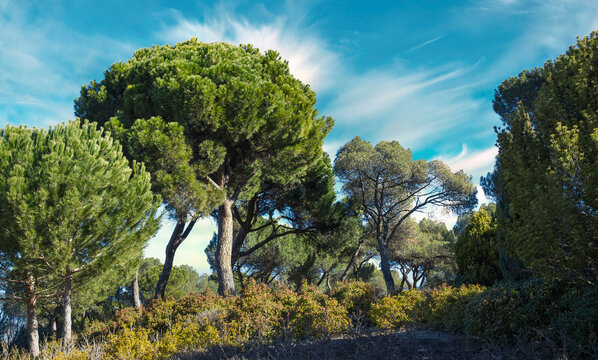 Un soleado bosque pinar con m&uacute;ltiples &aacute;rboles pinos en Castilla y Le&oacute;n, Espa&ntilde;a