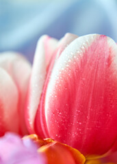 tulips with water drops are a close bouquet for the holiday on March 8