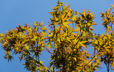 Young leaves orange and red of the Japanese maple Acer Palmatum unfold in early spring on blue sky background. Close-up of maple blossom.  Selective focus. Nature concept for design
