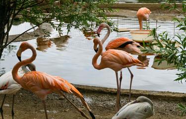 Pink flamingos against blurred background of pond in Moscow Zoo. Selective focus.