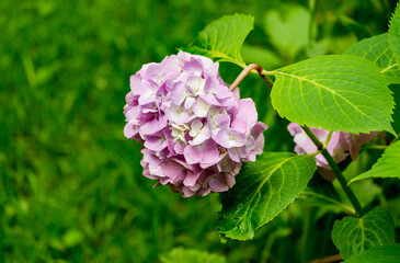 Soft selective macro focus of big pink flowers of hydrangea macrophylla against the garden background. Bigleaf Hydrangea for elegant nature concept design