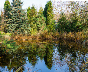 Magical garden pond. Spruce, tui and other evergreens on shore are reflected in water surface. Atmosphere of relaxation, tranquility and happiness in autumn garden. Nature concept for fall design