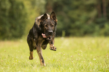 female German Shepherd when running fast