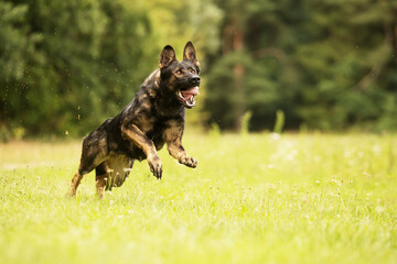 female German Shepherd Dog running through the meadow