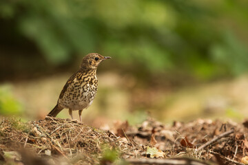 song thrush (Turdus philomelos) on the ground looking for food