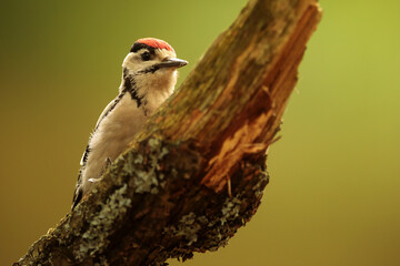 male Great spotted woodpecker Dendrocopos major looking for food in old wood