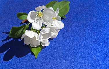 Apple tree flower on blue background with free space for text. Beautiful bright fresh spring image.