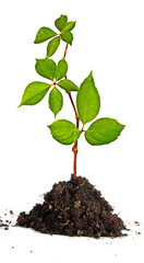 Close up of sapling isolated on white background