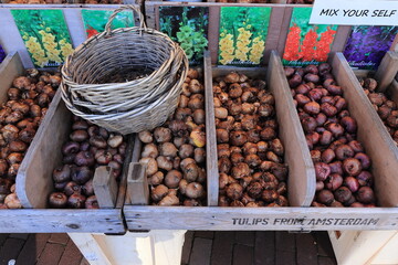 Gladiolus Bulbs for Sale at the Amsterdam Flower Market, Netherlands